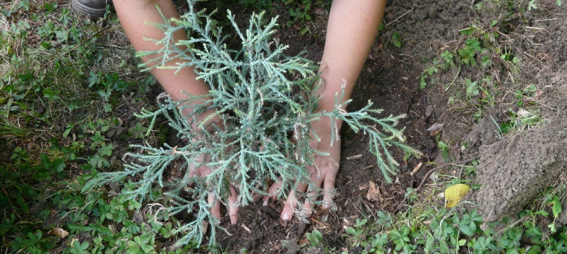 Альпийская горка своими руками Альпийская горка своими руками